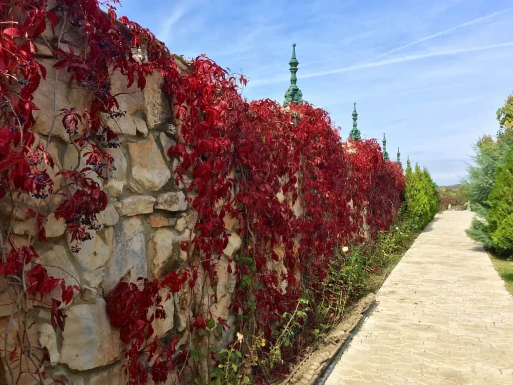 Co posadzić przy płocie, aby stworzyć piękny i prywatny ogród? Co posadzić przy płocie, aby stworzyć piękny i prywatny ogród?