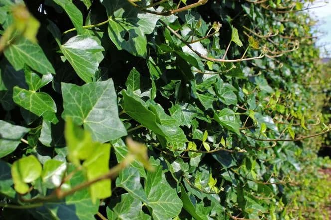 Jaki bluszcz na ogrodzenie? 5 najlepszych gatunków i porady