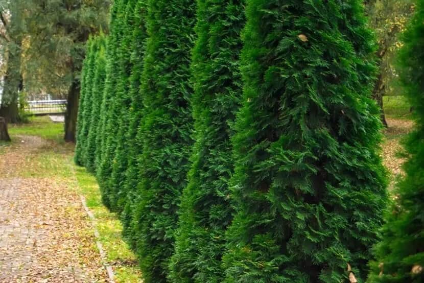 Jakie drzewa wzdłuż ogrodzenia? Top 10 gatunków i porady