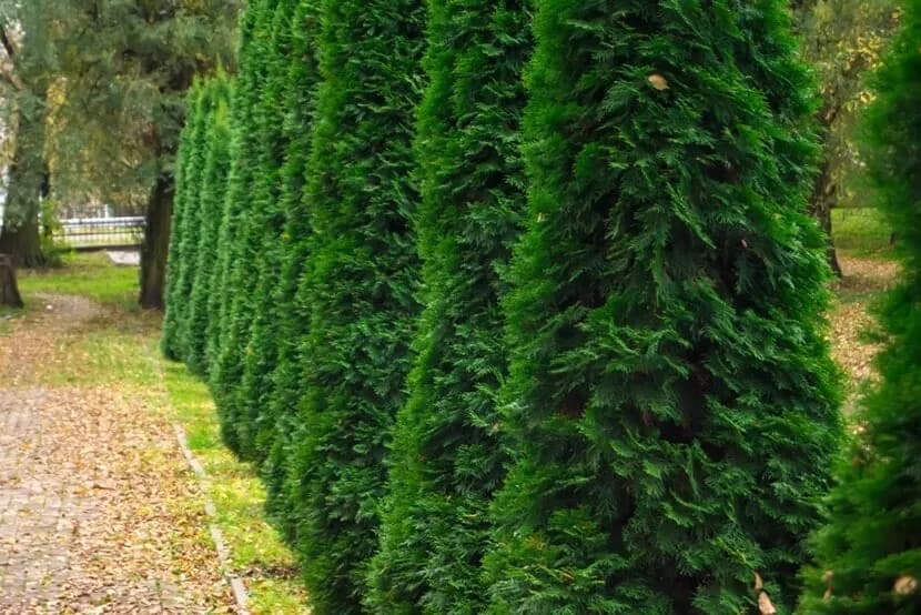 Jakie drzewa wzdłuż ogrodzenia? Top 10 gatunków i porady