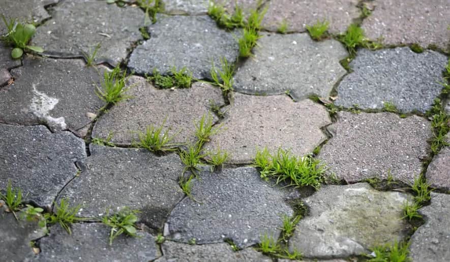 Skuteczne sposoby usuwania zielonego nalotu z kostki brukowej