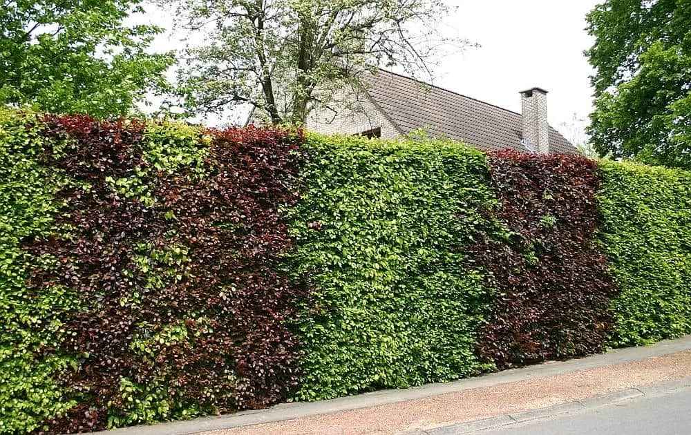 Najlepsze rośliny na ogrodzenie: 10 pomysłów na żywy płot